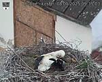 Capi_Dubne_20250508_093503.jpg