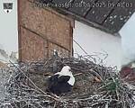 Capi_Dubne_20250508_094003.jpg