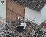 Capi_Dubne_20250508_094502.jpg