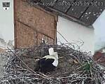 Capi_Dubne_20250508_095003.jpg