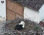 Capi_Dubne_20250508_095503.jpg