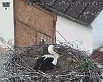 Capi_Dubne_20250508_100002.jpg