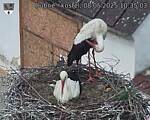 Capi_Dubne_20250508_103503.jpg