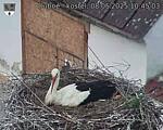 Capi_Dubne_20250508_104503.jpg