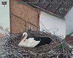 Capi_Dubne_20250508_105002.jpg