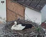 Capi_Dubne_20250508_105503.jpg