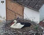 Capi_Dubne_20250508_110003.jpg