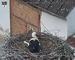 Capi_Dubne_20250508_110503.jpg