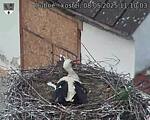 Capi_Dubne_20250508_111003.jpg