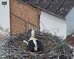 Capi_Dubne_20250508_112503.jpg