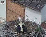 Capi_Dubne_20250508_113002.jpg