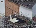 Capi_Dubne_20250508_113502.jpg