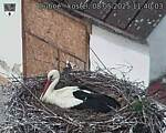 Capi_Dubne_20250508_114003.jpg