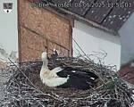Capi_Dubne_20250508_115003.jpg