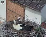 Capi_Dubne_20250508_115503.jpg
