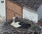 Capi_Dubne_20250508_120002.jpg