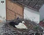 Capi_Dubne_20250508_120502.jpg