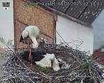 Capi_Dubne_20250508_121003.jpg