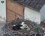 Capi_Dubne_20250508_121503.jpg