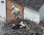 Capi_Dubne_20250508_122002.jpg