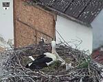Capi_Dubne_20250508_122503.jpg