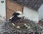 Capi_Dubne_20250508_124503.jpg