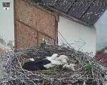 Capi_Dubne_20250508_125003.jpg