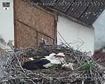 Capi_Dubne_20250508_125503.jpg