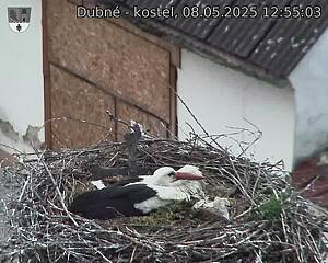 Capi_Dubne_20250508_125503.jpg (1350 x 1080)