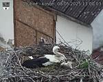 Capi_Dubne_20250508_130003.jpg