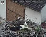 Capi_Dubne_20250508_130503.jpg