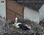Capi_Dubne_20250508_131003.jpg