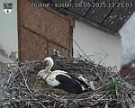 Capi_Dubne_20250508_132503.jpg
