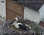 Capi_Dubne_20250508_133003.jpg