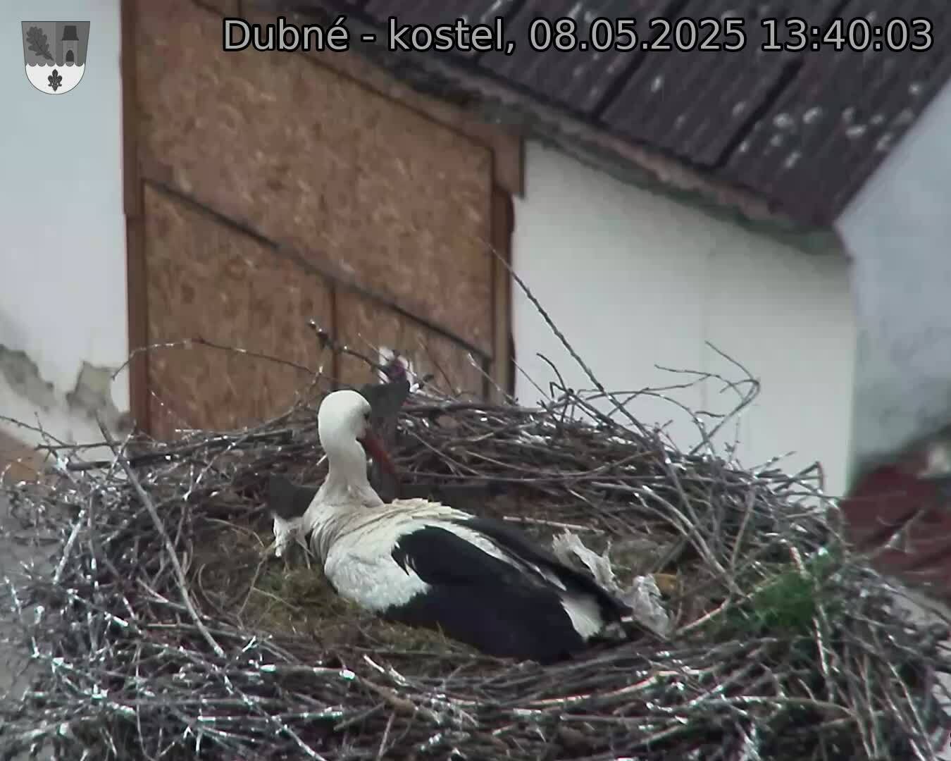 Capi_Dubne_20250508_134003.jpg (1350 x 1080)