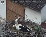 Capi_Dubne_20250508_134003.jpg