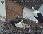 Capi_Dubne_20250508_134503.jpg