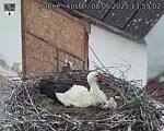 Capi_Dubne_20250508_135502.jpg