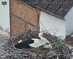 Capi_Dubne_20250508_140003.jpg