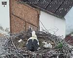 Capi_Dubne_20250508_143003.jpg