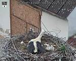 Capi_Dubne_20250508_143503.jpg