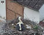 Capi_Dubne_20250508_144003.jpg