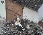 Capi_Dubne_20250508_150003.jpg