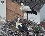 Capi_Dubne_20250508_152003.jpg