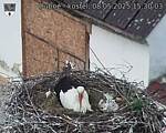 Capi_Dubne_20250508_153003.jpg
