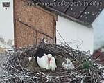 Capi_Dubne_20250508_154003.jpg