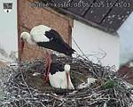 Capi_Dubne_20250508_154503.jpg