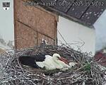 Capi_Dubne_20250508_155002.jpg