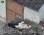 Capi_Dubne_20250508_160003.jpg
