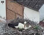 Capi_Dubne_20250508_160503.jpg